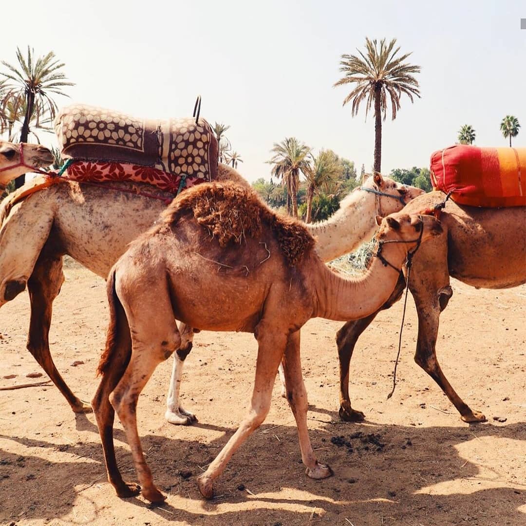 marrakech.camel.ride~p~B0V4Pa0hT_1~2